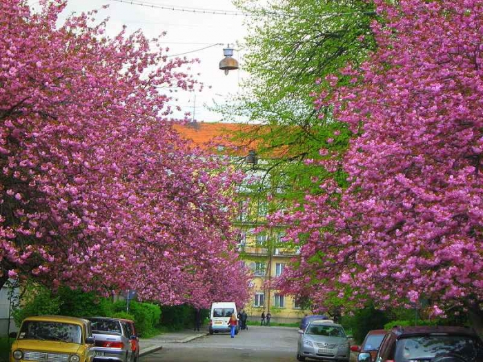 У вас Новий рік під ялинкою? А в Ужгороді – під квітучими сакурами