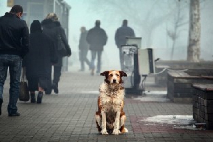 В ужгородському собачому притулку живе собака, яка подружиться з вашим... котом