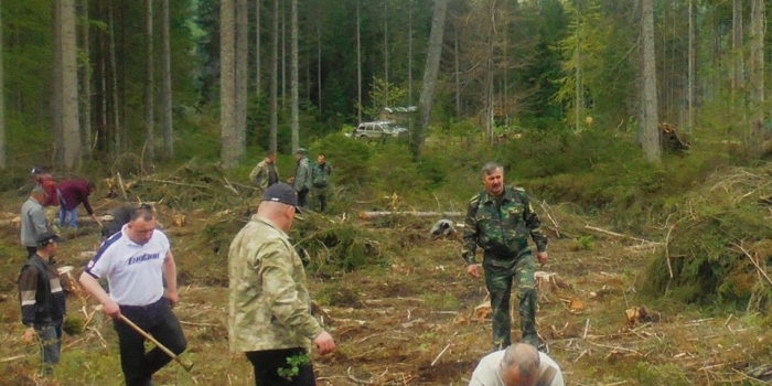 За озеленення Закарпаття взялись підприємці