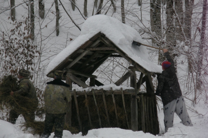 На Рахівщині посилено підгодовують лісових мешканців