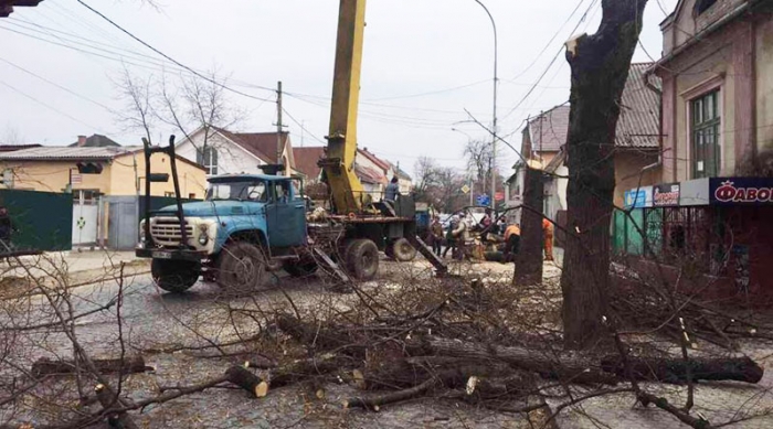 Центр Мукачева залишився без липової алеї