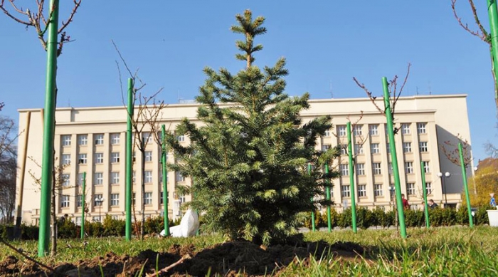 Москаль посадив майбутню головну новорічну красуню області 