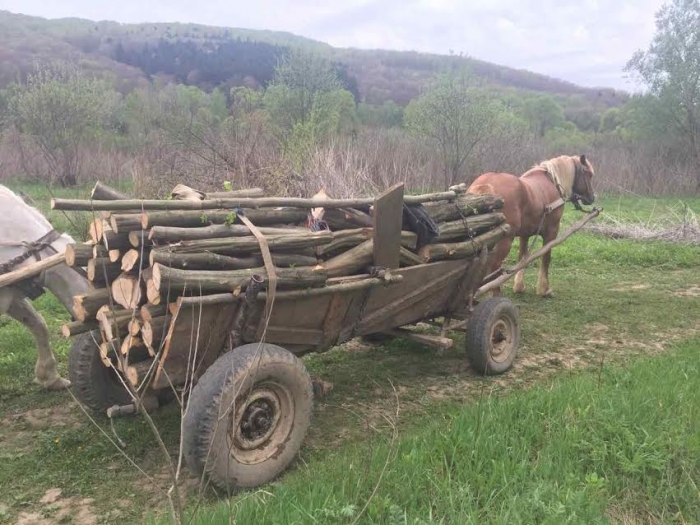 Перечинщина: чоловіки підводою накрали лісу на 18 тисяч гривень