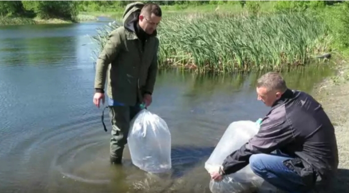 Небайдужі ужгороді зарибнили міські водойми мальками коропа та судака