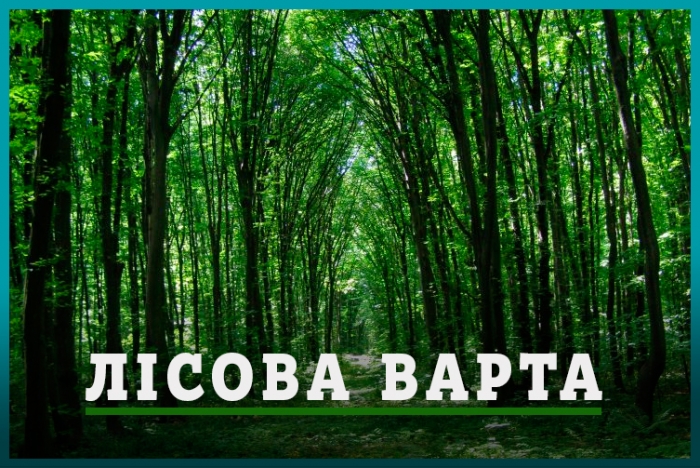 «Лісова варта»: на Закарпатті шукають волонтерів для захисту лісу