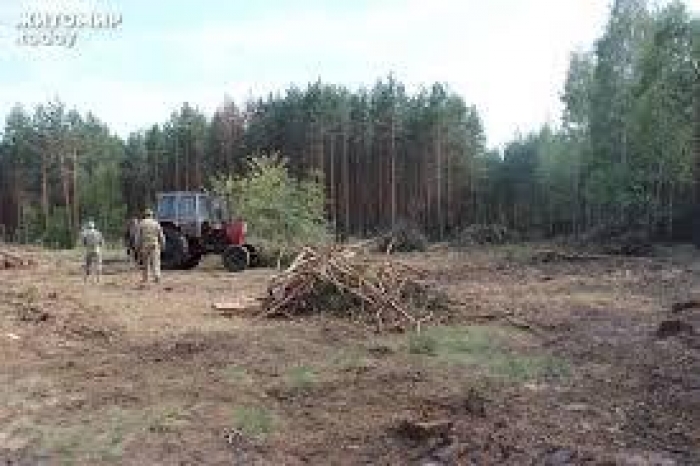 Закарпаття. Транспортування лісових вантажів у січні зросло майже вшестеро!