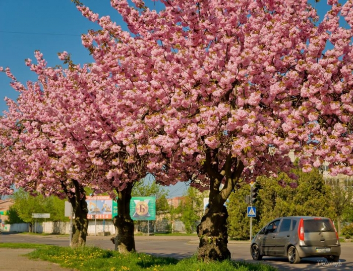 Короткочасна краса: ужгородські сакури підкорюють соцмережі (ФОТО)