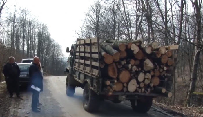 Рубають ліс на Великоберезнянщині: законно, чи ні – питання, на яке місцеві поки не мають відповіді