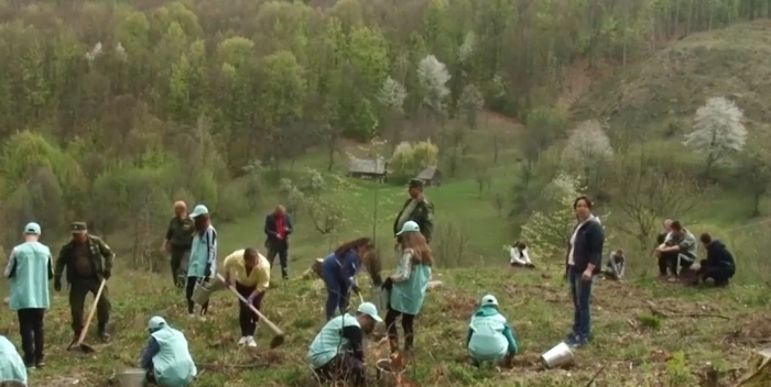 Як народжується молодий ліс, відтепер закарпатські школярі будуть знати не з чуток