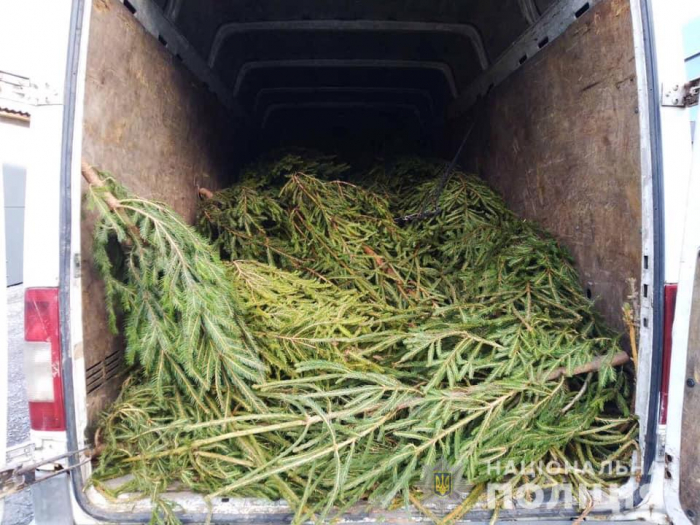 Зафіксовано уже 6 випадків незаконної порубки та торгівлі хвойними деревами на Закарпатті