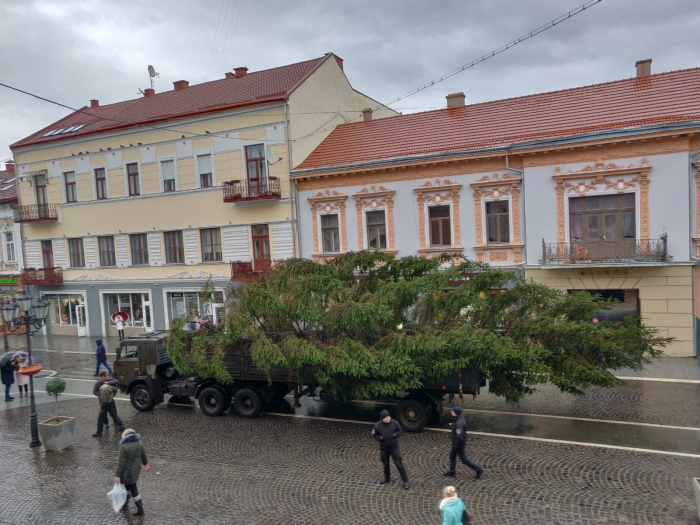 Головну ялинку Ужгорода щойно привезли до міста ВІДЕО