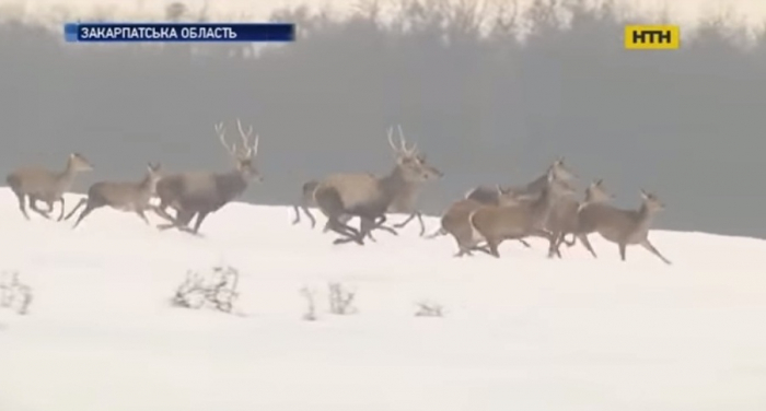 У горах Закарпаття дикі звірі йдуть до людей по їжу (ВІДЕО)