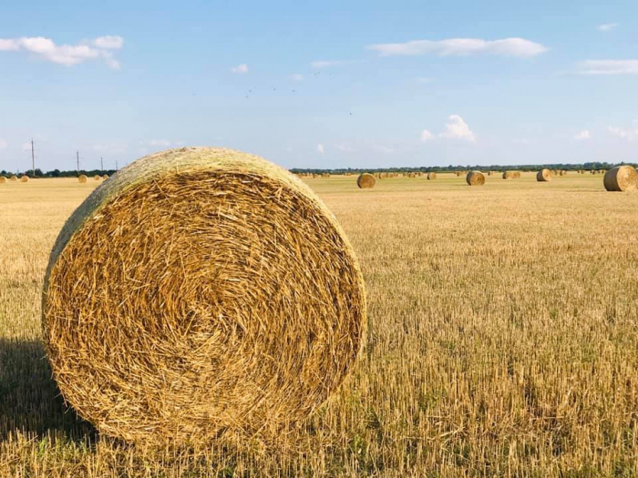 "Золоті" поля Берегівщини: на Закарпатті з'явилася нова фотолокація