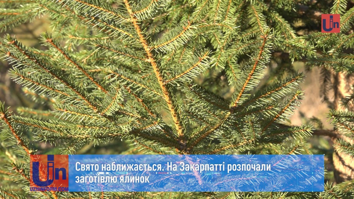 Свято наближається: на Закарпатті розпочали заготівлю ялинок (ВІДЕО)