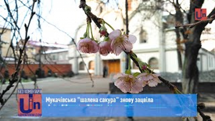 Мукачівська "шалена сакура" знову зацвіла (ВІДЕО)