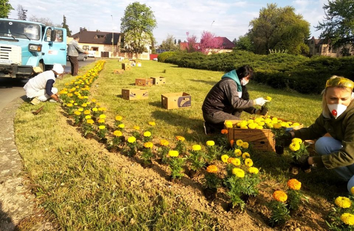 В Ужгороді висаджують чорнобривці на площах Дружби Народів та Георгія Кірпи