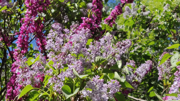 Краса і аромат: услід за сакурами в Ужгороді рясно зацвів бузок (ФОТО)