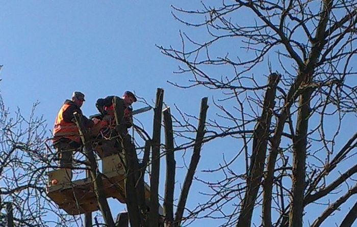 В закарпатському облавтодорі попереджають: від сьогодні на автодорозі Н-13 починають рубати дерева