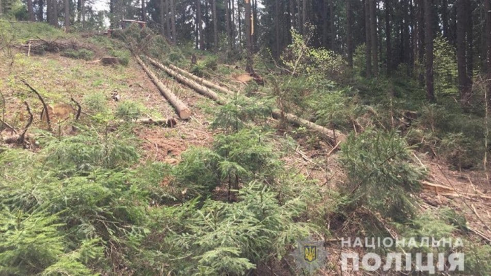 Законність вирубки лісу на Міжгірщині перевірить поліція