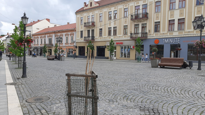 Черговий вандалізм в Ужгороді: на Петефі зламали молоде деревце (ФОТОФАКТ)