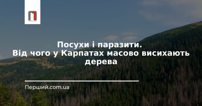 Посуха та паразити: чому у Карпатах масово висихають дерева?