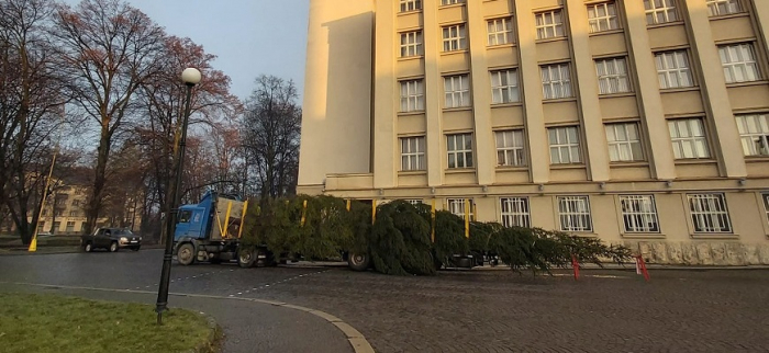 В Ужгород привезли головну ялинку області