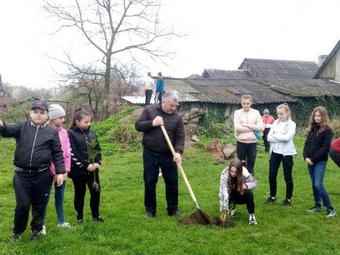 За сприяння Ужанського нацпарку у Великоберезнянському ліцеї висадили алею ялиці Дугласа