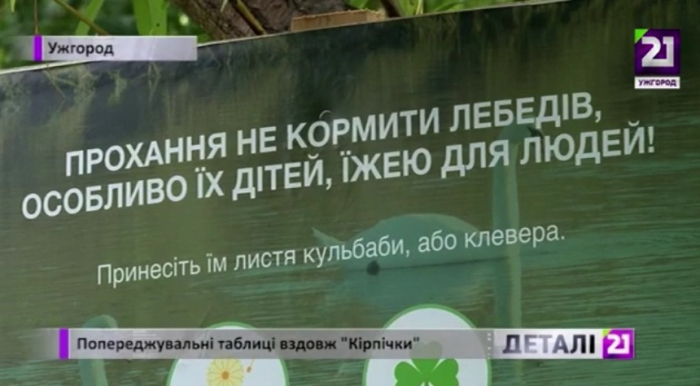 Попереджувальні таблиці щодо годівлі лебедів встановили вздовж ужгородського озера «Кірпічка»