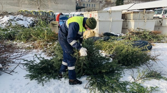 Прибиратимуть до повного забору: як утилізують ялинки в Ужгороді
