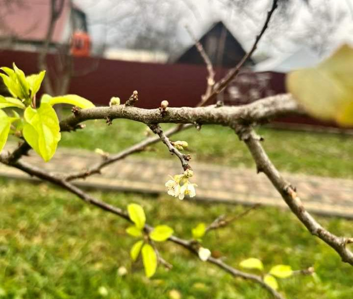 На Тячівщині у високогірному селі зацвіли дерева