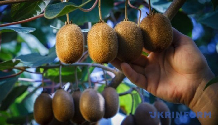 Ужгородець уже понад 10 років збирає у себе на подвір’ї кислувато-солодкий врожай ківі (ВІДЕО)