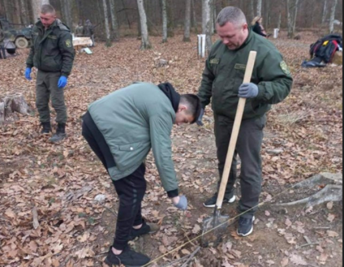  53,4 гектара лісу висадили цьогоріч на Берегівщині