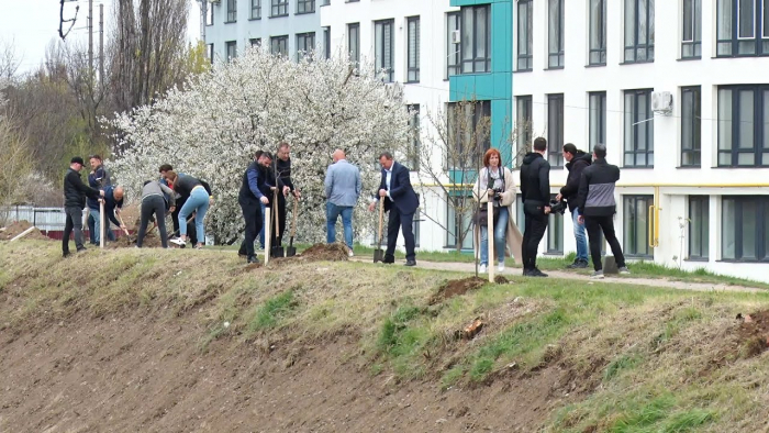 Продовжили найбільшу в Європі алею: в Ужгороді висадили 50 лип на Студентській набережній