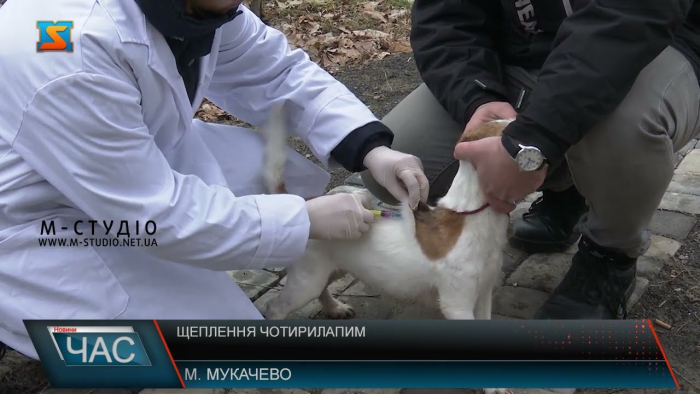 Закарпатцям нагадують про важливість щеплення чотирилапих (ВІДЕО)