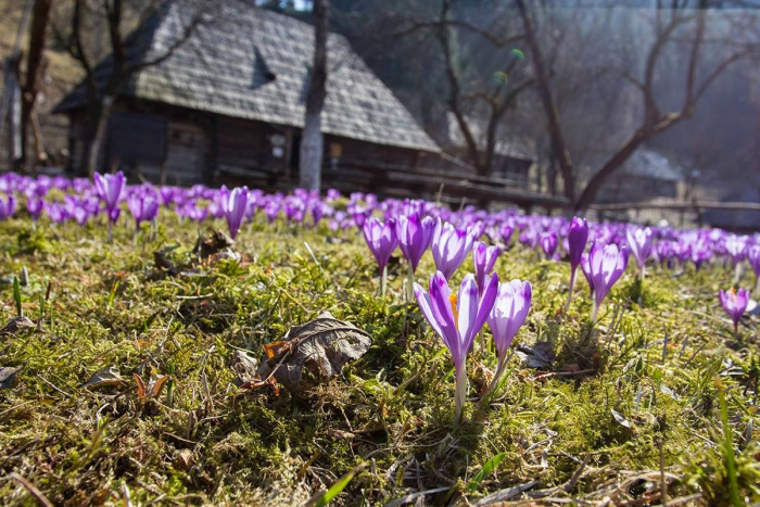 На Закарпатті у розпалі сезон первоцвітів (ВІДЕО)