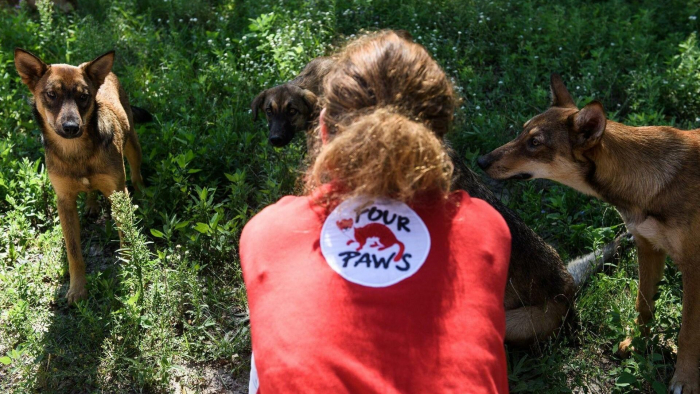 В Тячеві планують стерилізувати та вакцинувати проти сказу бездомних тварин