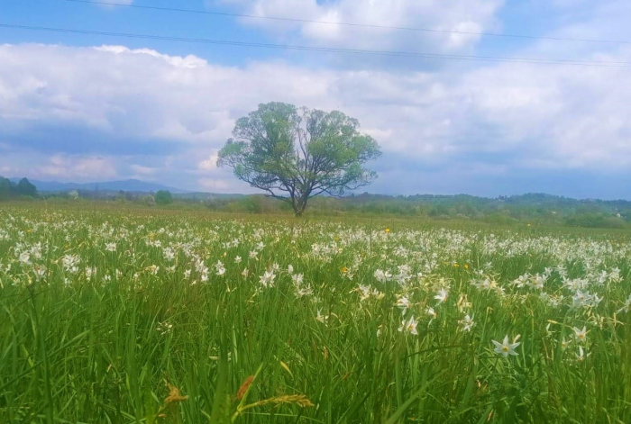 Долина нарцисів на Хустщині розквітла на 80% (ФОТОФАКТ)