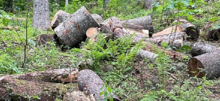 На Закарпатті виявили в природно-заповідному фонді незаконну рубку на 22,5 млн грн (ФОТО)