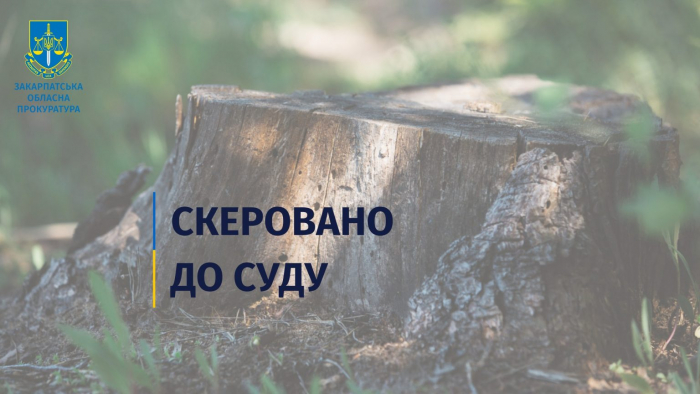 Допустив самовільну рубку ялин зі збитками на понад пів мільйона гривень – судитимуть помічника лісничого одного з підрозділів «Ясінянського ЛМГ»