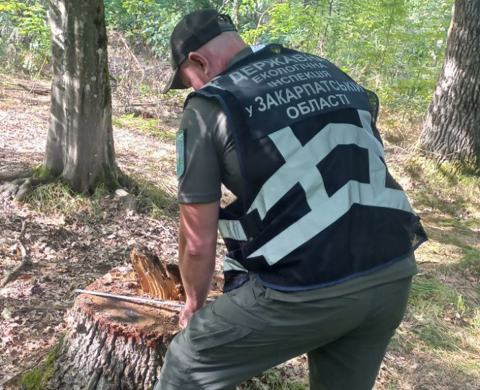 На території Лавківського лісництва, що на Мукачівщині, виявили незаконну рубку дерев
